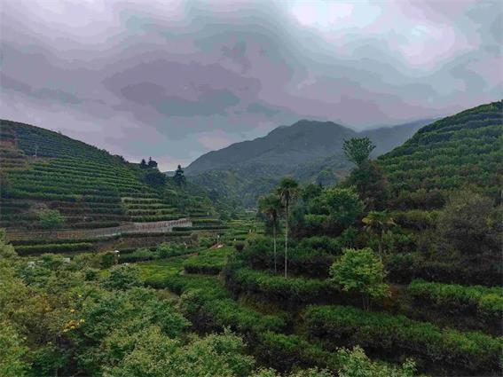 潮州市30個鎮(zhèn)、茶區(qū)納入地理標志產品保護范圍
