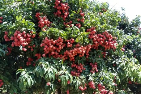 “荔”爭(zhēng)上游！汕尾荔枝訂單鎖定近半，出口量有望翻番