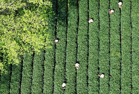 新華鮮報(bào)丨國(guó)際茶日，一片樹(shù)葉寫(xiě)傳奇！